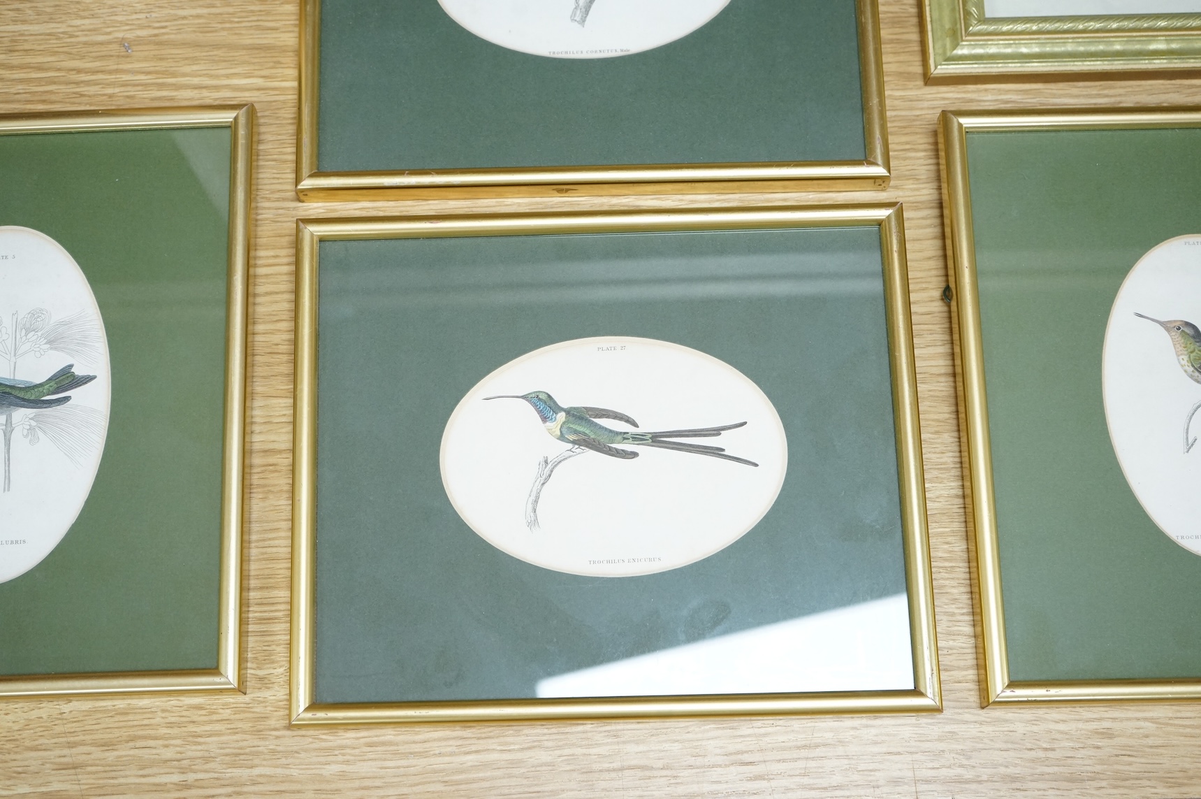 Sir William Jardine (1800-1874), ‘Jardine Hummingbirds’ to include White Striped Hummingbird and Purple Hummingbird, twelve colour plates, 9 x 14cm